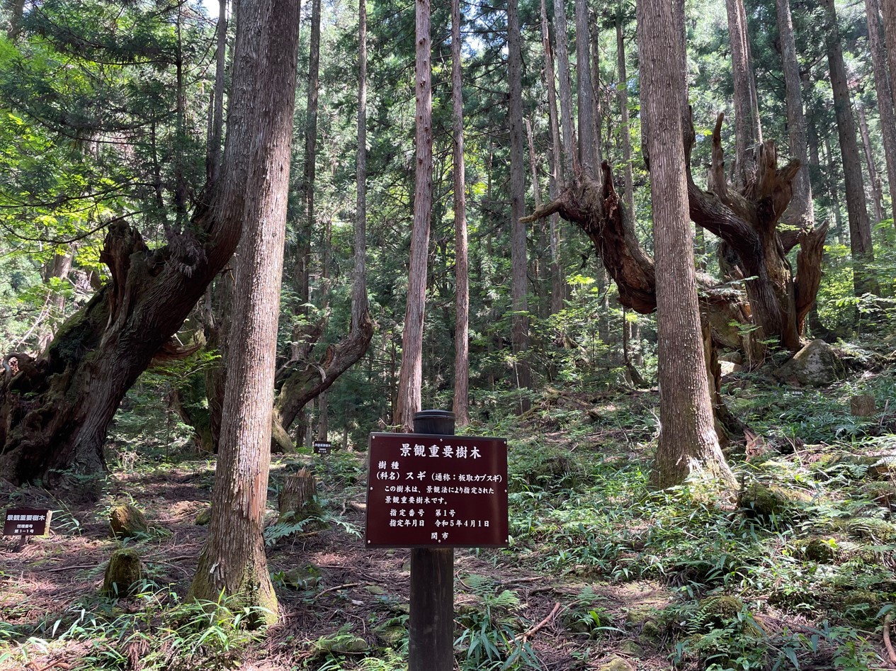 株杉を育む森プロジェクト　in　関・板取写真