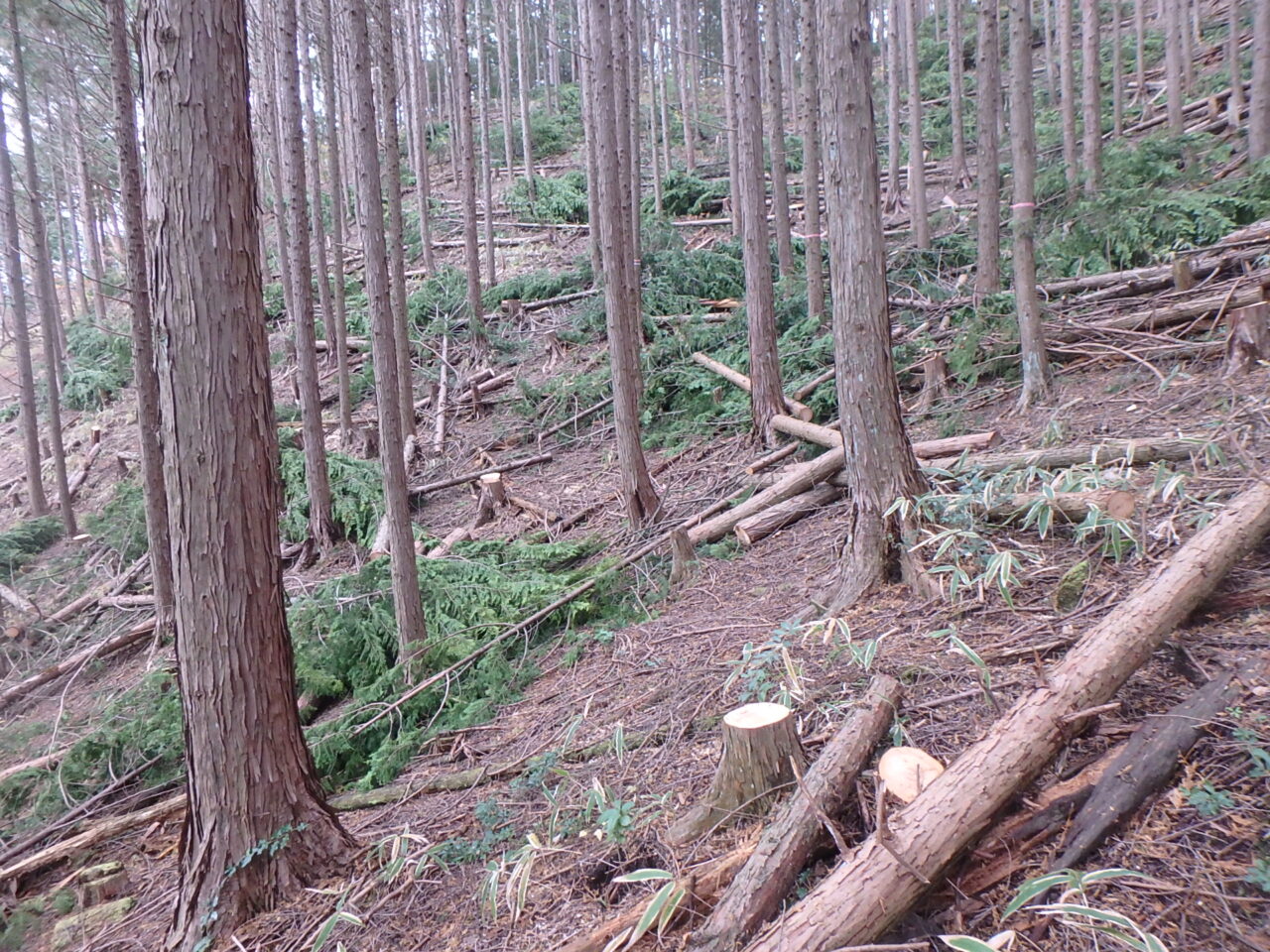 矢作川水源地・恵那市串原地域の明日へ繋げる森林再生プロジェクト写真