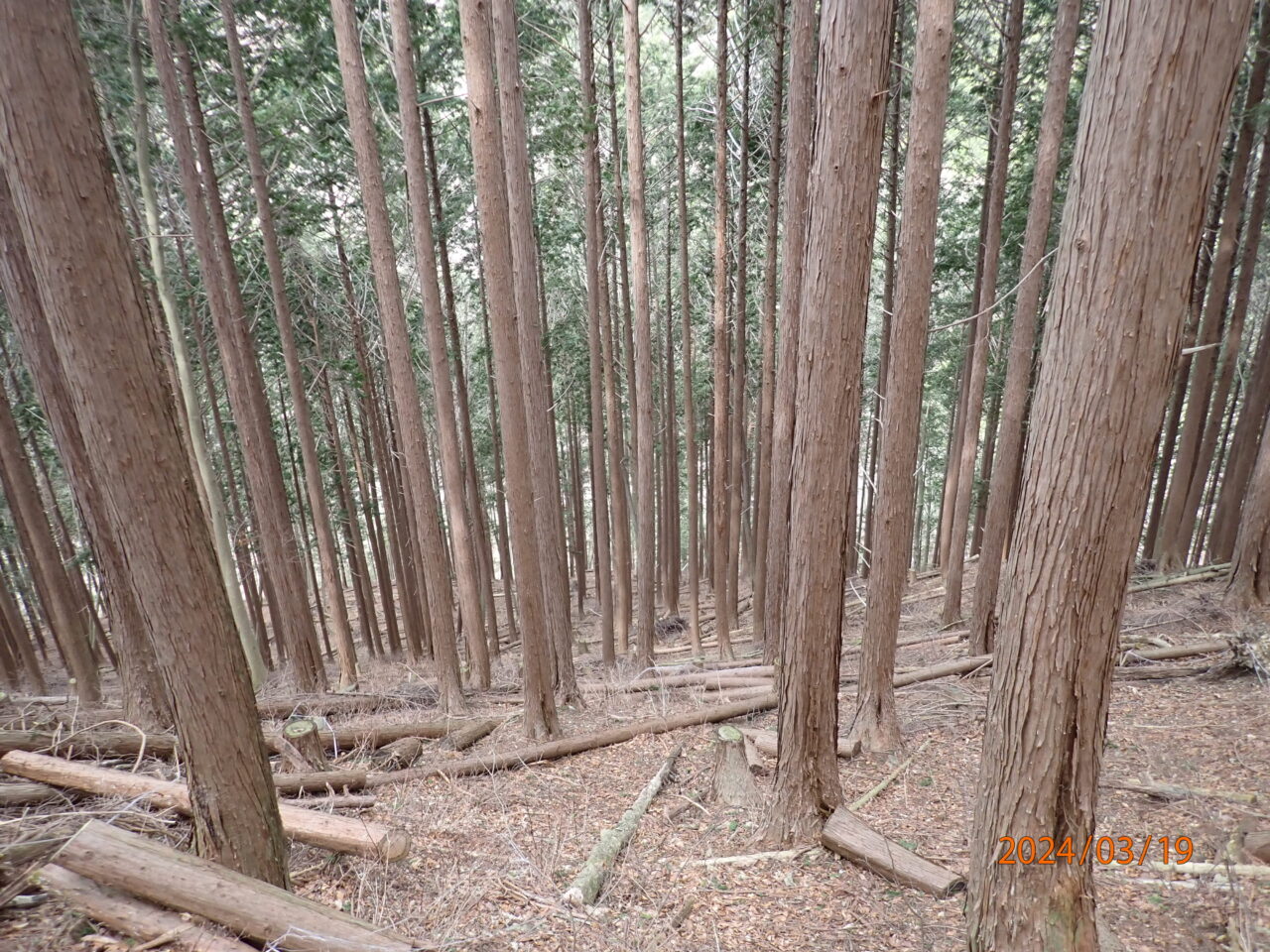 株杉を育む森プロジェクト　in　関・板取写真