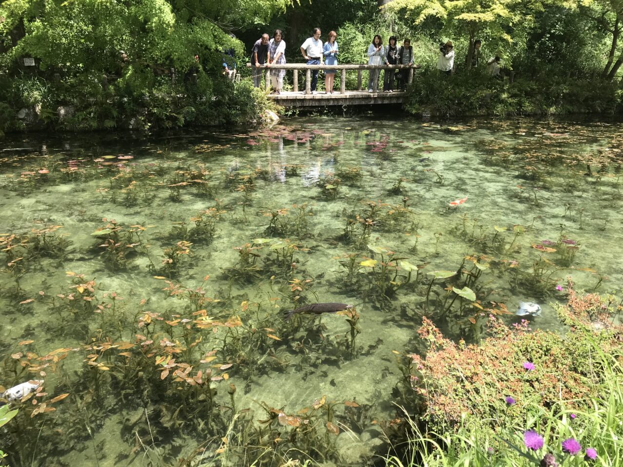 株杉を育む森プロジェクト　in　関・板取写真