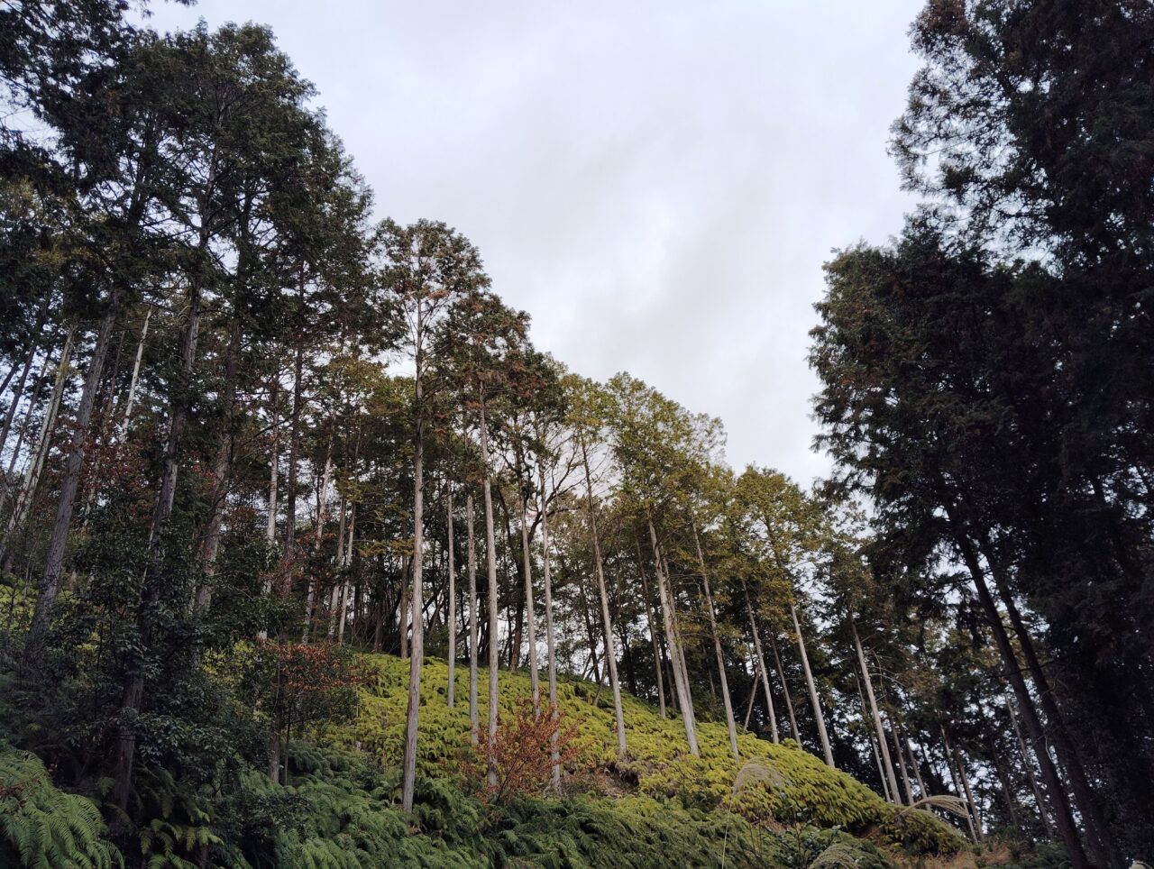 水と森を育む八百津町、木曽川水源の森づくりプロジェクト写真