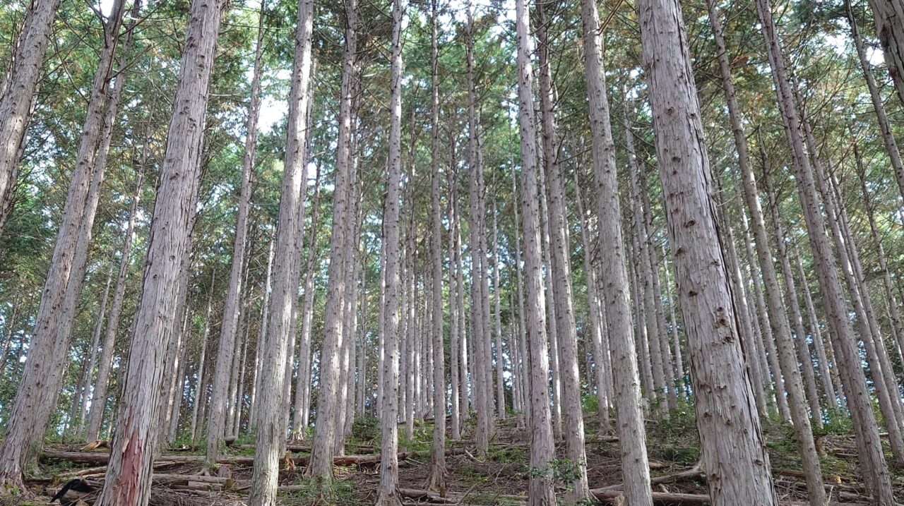 「東海の水がめ」岩屋ダム周辺森林整備プロジェクト写真