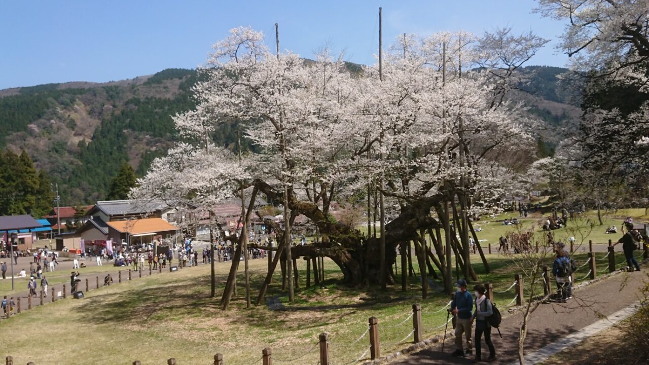 本巣市・樹齢1500年「淡墨桜」の里の豊かな水と森を未来につなぐ写真