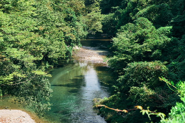 山県さくらのふるさとでカーボンマイナス写真