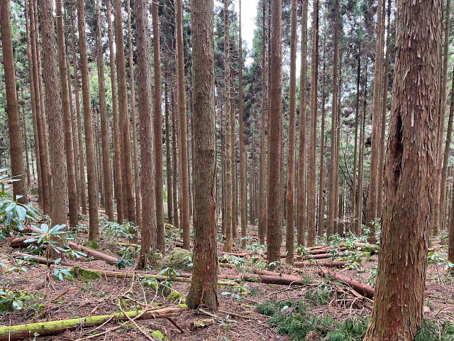 山県さくらのふるさとでカーボンマイナス写真